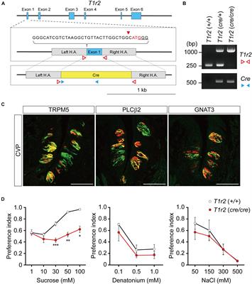 Whole-Brain Mapping of the Expression Pattern of T1R2, a Subunit Specific to the Sweet Taste Receptor